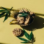 Покупка семян конопли: на что обратить внимание image_33.jpg