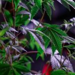 Замачивание семян конопли перед посевом image_351.jpg