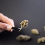 Семена конопли White Widow CBD feminised от Pyramid Seeds image_363.jpg