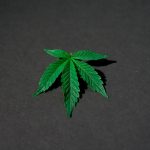 Семена конопли Jack Herer feminised от Breeders Community Seeds image_364.jpg