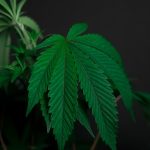 Продажа семян конопли в России: законодательные и практические аспекты image_372.jpg