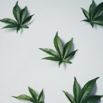 Семена промышленной конопли и их применение image_386.jpg