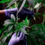 Отправка семян конопли почтой по России image_401.jpg