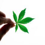 Выращивание марихуаны из семян: преимущества и недостатки image_411.jpg