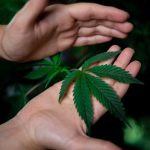 Семена конопли Auto Becket Ata feminised от Bang Seeds image_444.jpg