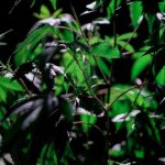 Семена конопли Auto Blueberry Haze feminised от Ganja Seeds image_458.jpg