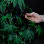 Как измельчить семена конопли image_479.jpg