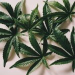 Семена конопли полезные свойства и применение image_492.jpg