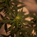 Семена конопли для попугаев image_506.jpg