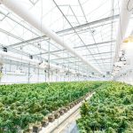 Семена конопли Ананас полезные свойства и применение image_509.jpg