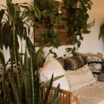 Выращивание конопли дома: выбор семян и уход за растением image_512.jpg