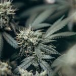 Сид банки семян конопли сохранение и развитие генетического разнообразия image_515.jpg