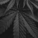 Семена конопли Auto Haze CBD feminised от Dinafem Seeds image_525.jpg