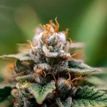 Срок прорастания семян конопли и уход за сеянцами image_557.jpg