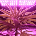 Семена Гибрида Марихуаны Особенности и Преимущества image_87.jpg