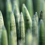 Семена конопли полезные свойства и применение images104.jpg