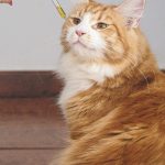 Рынок семян марихуаны в Москве текущее состояние и законодательство РФ images121.jpg