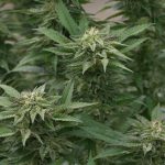 Проращивание семян конопли эффективные методы и советы images149.jpg