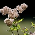 Семена конопли Auto White Russian regular от Ganja Seeds images163.jpg