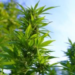 Семена конопли Pineapple Haze regular от Barneys Farm images166.jpg