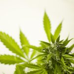 Покупка семян конопли через интернет: особенности и преимущества images174.jpg