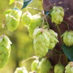 Семена конопли как питательный и универсальный продукт images177.jpg