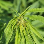 Семена конопли Auto Green-O-Matic от Ganja Seeds images197.jpg