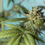 Приобретение семян конопли в Москве с доставкой курьером images199.jpg