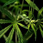 Семена конопли из Крыма: качество и применение images215.jpg