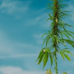 Покупка семян конопли через интернет магазин с доставкой почтой images23.jpg