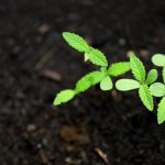 Семена конопли Jock Horror Regular от Nirvana Seeds images230.jpg