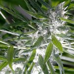 Элитные Семена Конопли Как Выбрать и Купить Лучшие Семена для Выращивания images254.jpg