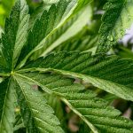 Покупка семян конопли в интернет магазине основные аспекты и рекомендации images27.jpg