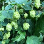 Семена конопли регуляры: особенности и преимущества покупки и выращивания images287.jpg