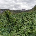 Покупка семян марихуаны через интернет: особенности и рекомендации images300.jpg