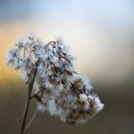 Покупка семян конопли в интернет-магазинах особенности и советы images306.jpg