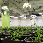 Запрещена ли продажа семян конопли images316.jpg