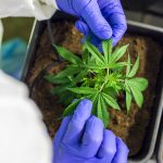 Семена конопли сорта Royal Cookies от Royal Queen Seeds images327.jpg