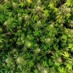 Семена Конопли в Воронеже: Где Купить и Как Выбрать images337.jpg