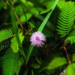 Глубина посадки семян конопли и уход за посевами images338.jpg