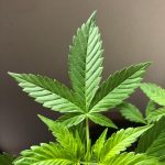 Регулирование семян конопли в России images34.jpg