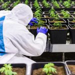 Покупка и выращивание семян конопли почтой наложенным платежом images340.jpg