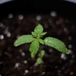 Покупка семян марихуаны в Санкт-Петербурге: юридические и практические аспекты images347.jpg