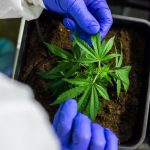 Семена конопли Chronic feminised Ganja Seeds images351.jpg