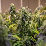 Где купить семена конопли в Перми images352.jpg