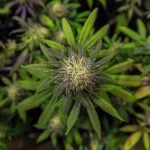 Доставка семян конопли по Москве images359.jpg