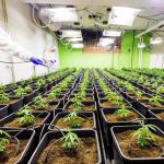 Продажа семян конопли в России: законодательные аспекты и особенности рынка images366.jpg