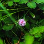 Лучший сайт семян конопли и как сделать правильный выбор images373.jpg