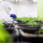 Стадии роста конопли images380.jpg