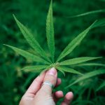 Легальность продажи семян конопли images386.jpg